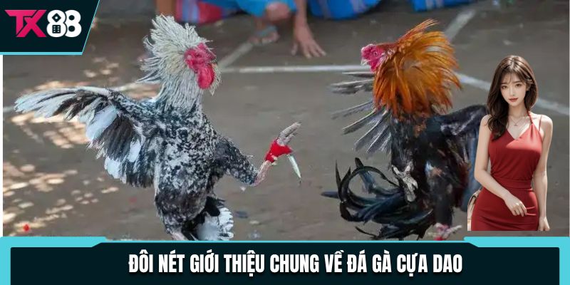 Đôi nét giới thiệu chung về đá gà cựa dao